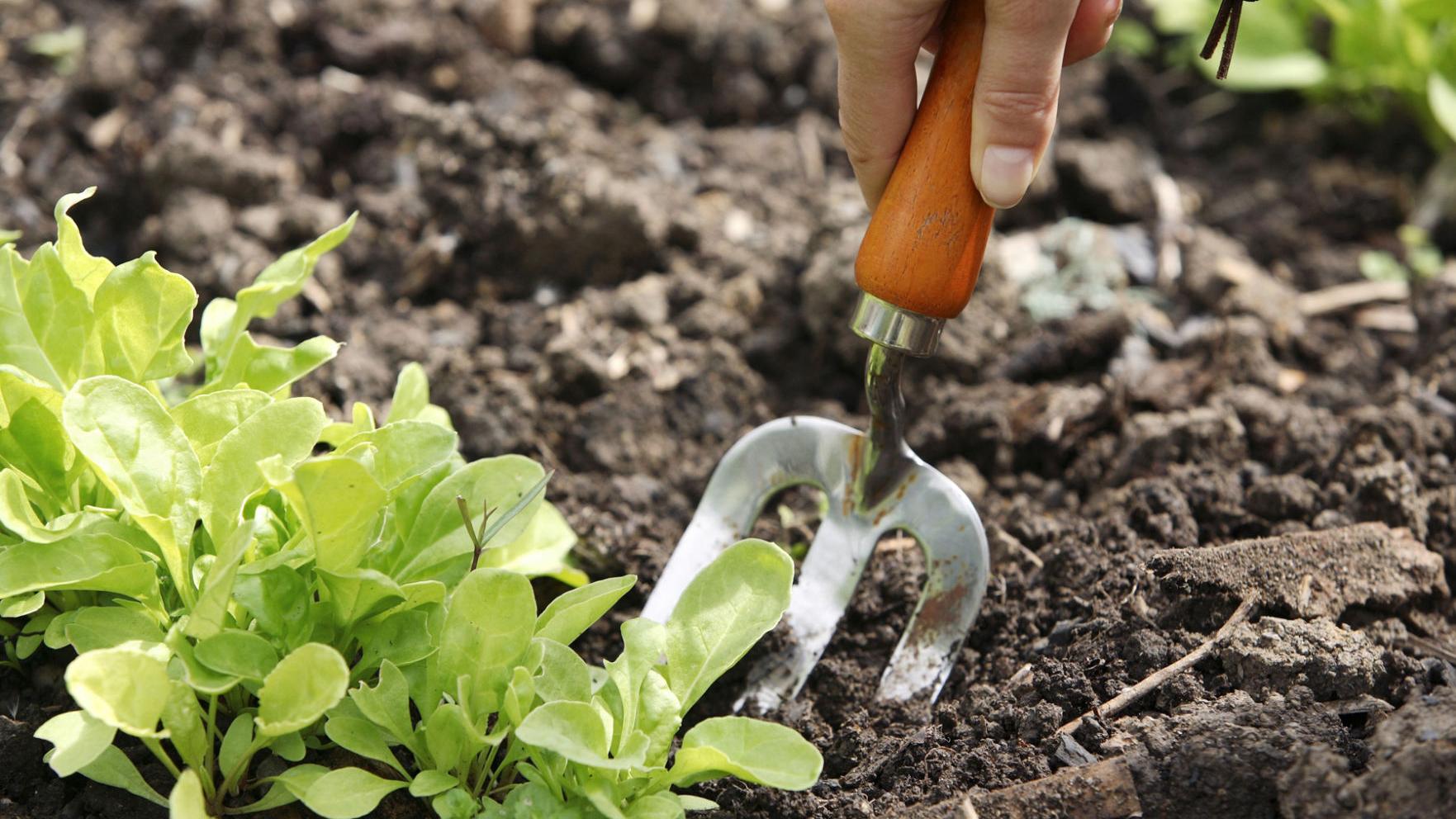 Things to do in the garden this week